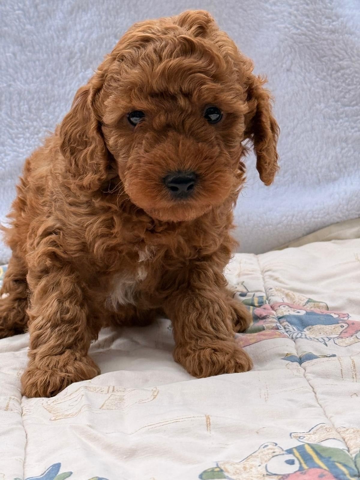 Toy poedel, Poedel, Teef, Eén hond, Nederland