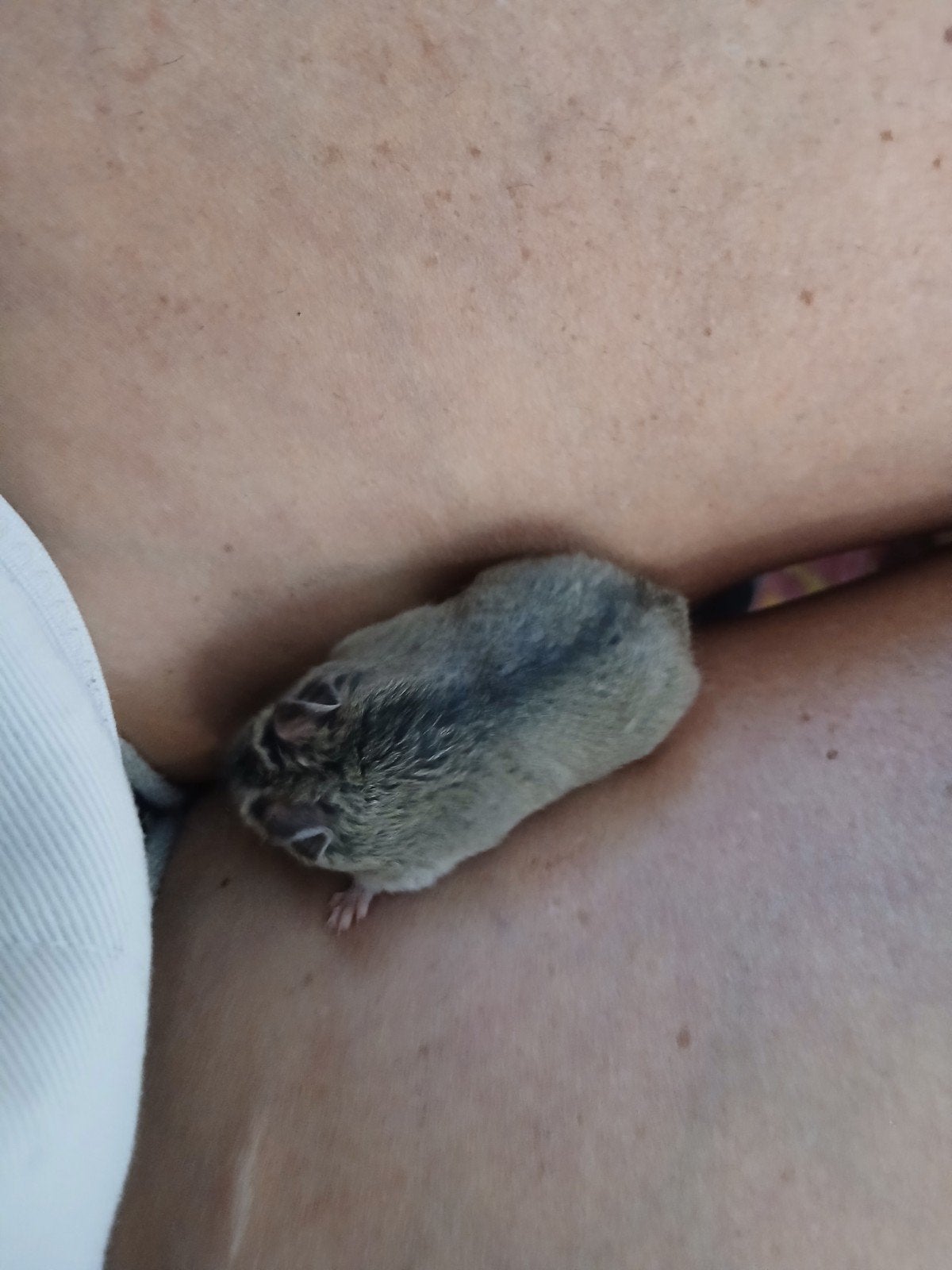 dwerg hamster, Dieren en Toebehoren, Juli, Vrouwelijk