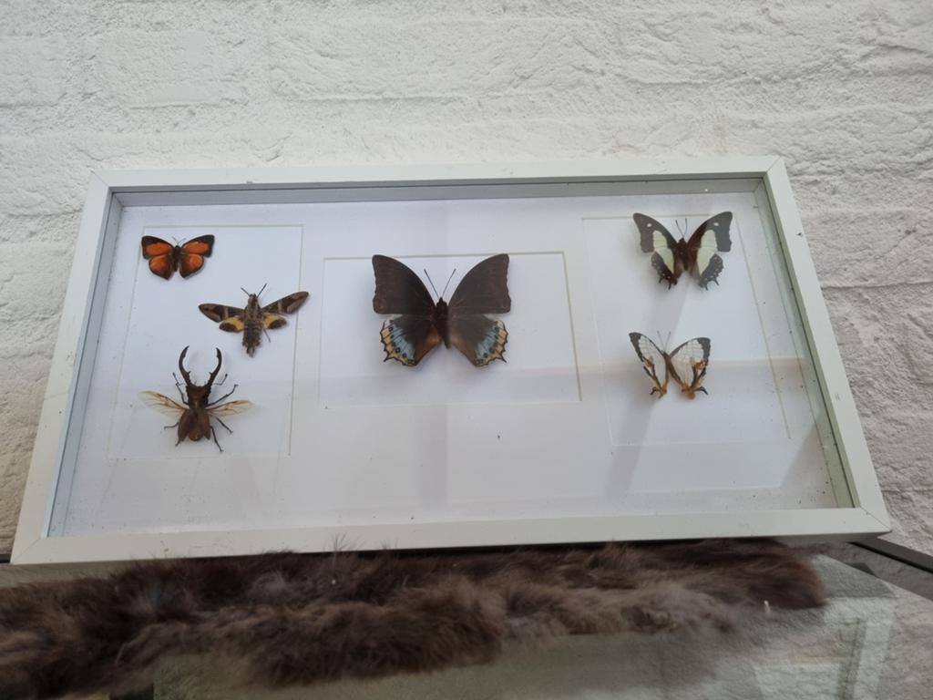 Ingelijste vlinders en insecten - Decoratief object, Ophalen of Verzenden