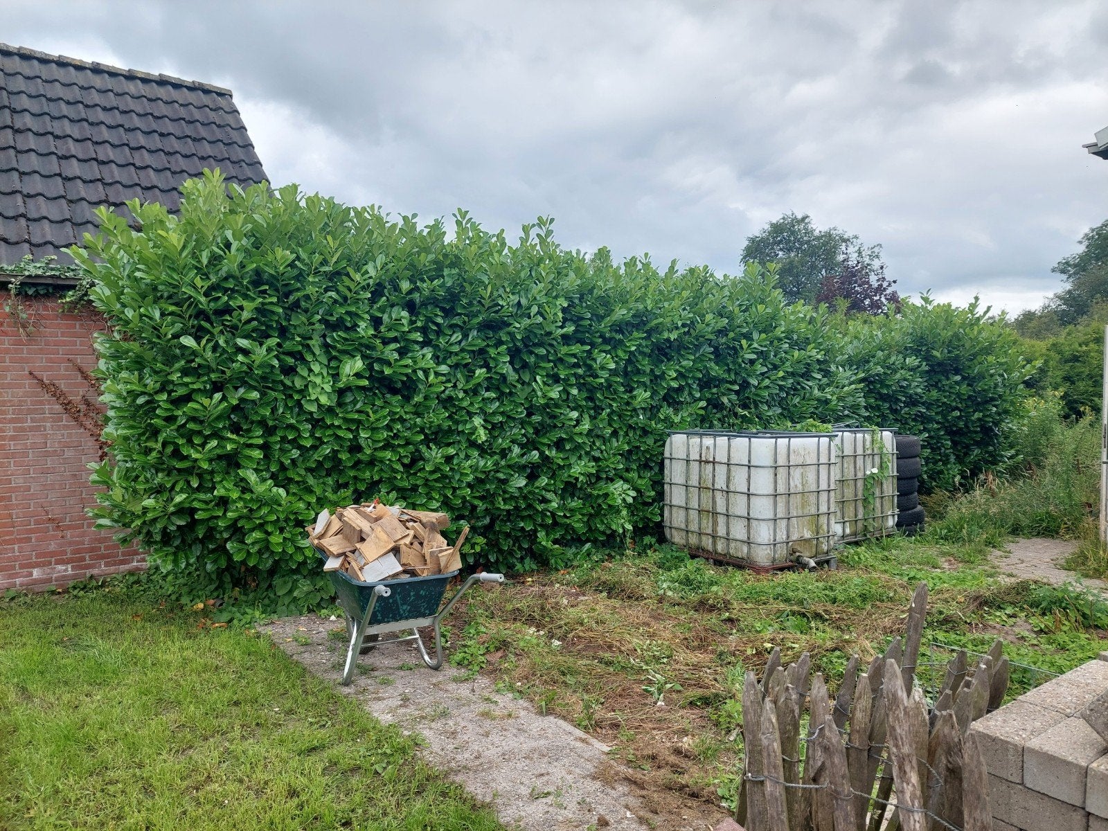 Gratis laurierhaag!, Tuin en Terras, Ophalen, Overige soorten, Haag