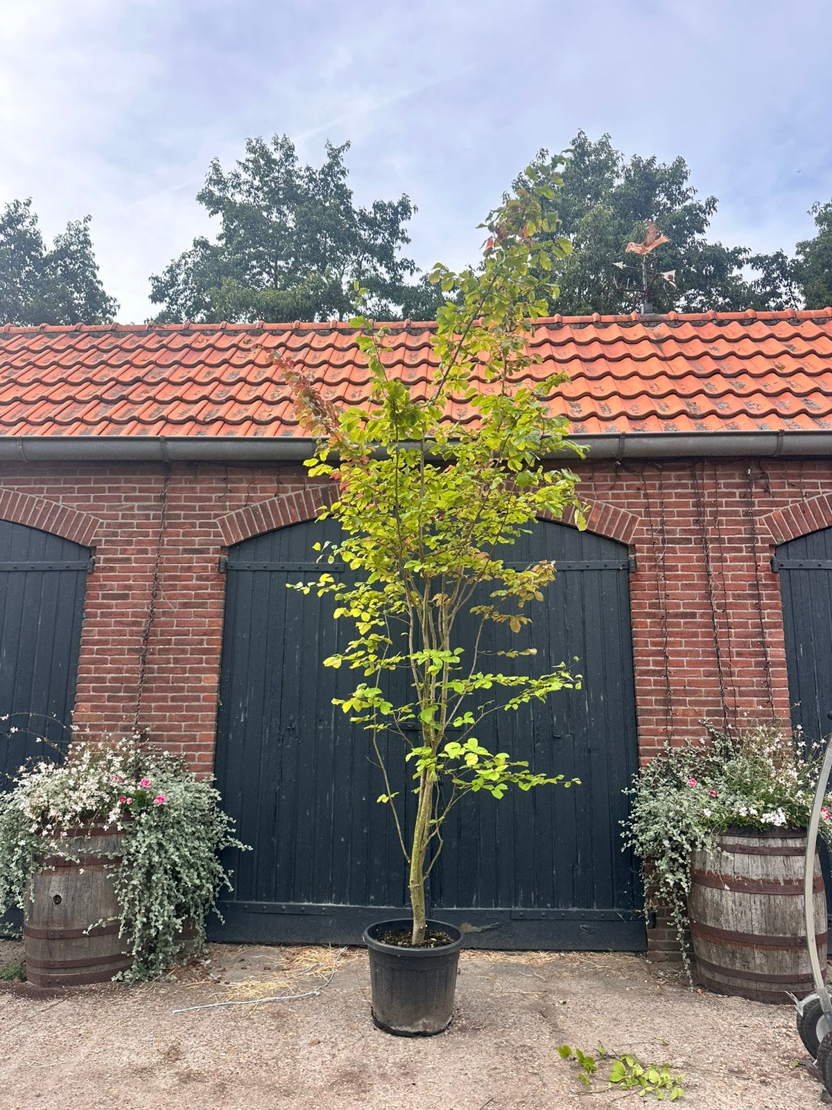 Meerstammige parrotia persica (Perzisch ijzerhout), Tuin en Terras, Ophalen, Volle zon, Overige soorten