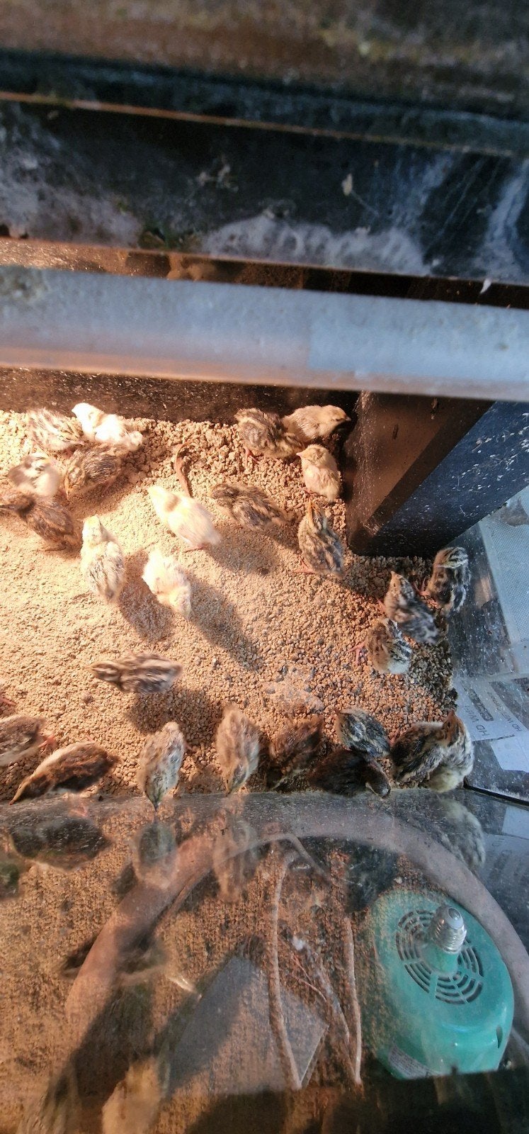 Japanse Kwartel kuikens jumbo, Dieren en Toebehoren, Vogels | Overige Vogels, Geslacht onbekend