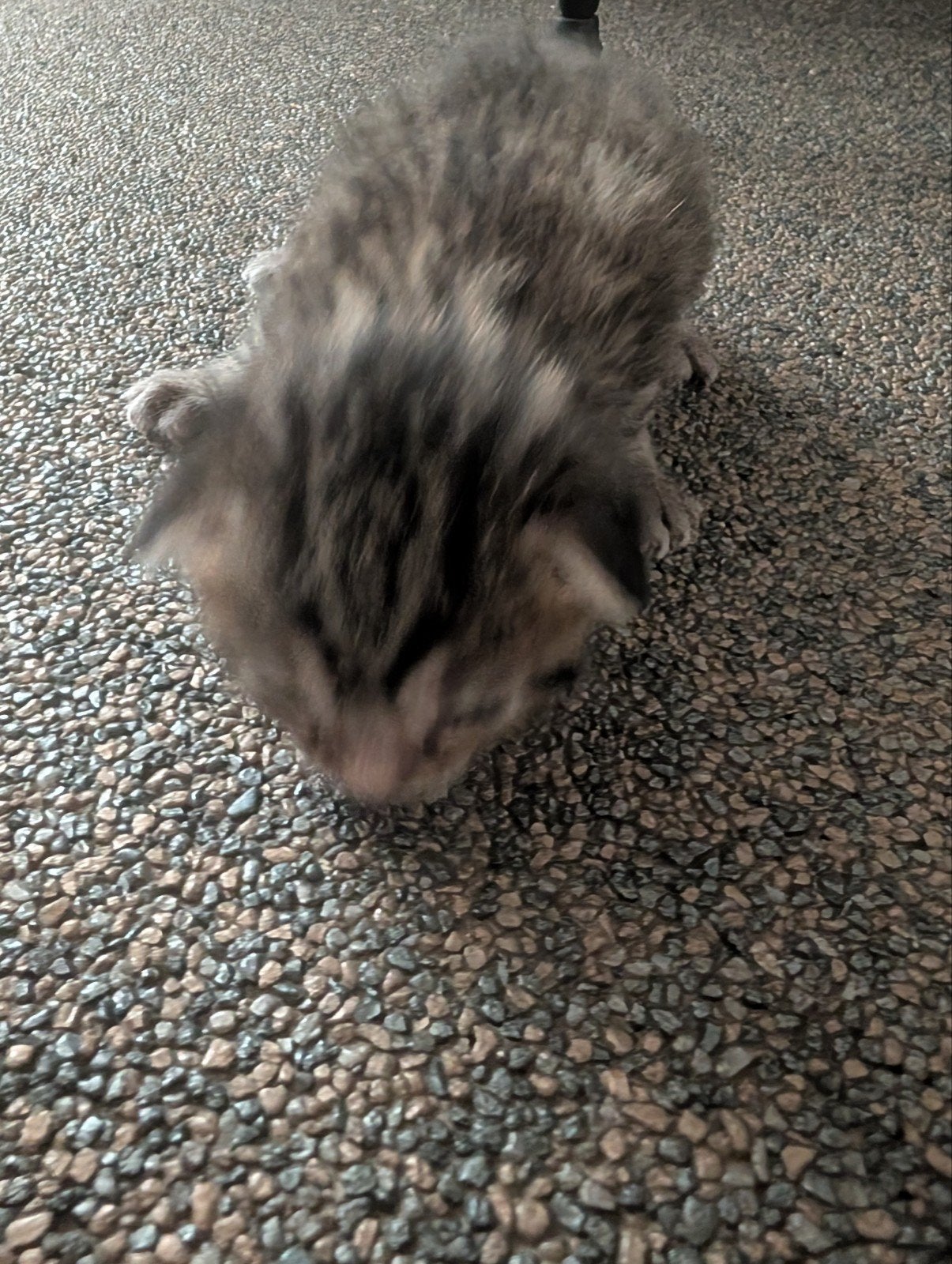 prachtige kittens, Dieren en Toebehoren, Poes, Ontwormd
