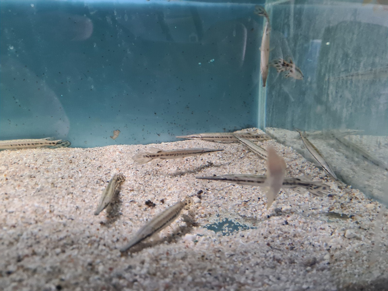 spotted gars, Lepisosteus Oculatus, Beensnoek, Dieren en Toebehoren, Vis, Zoetwatervis