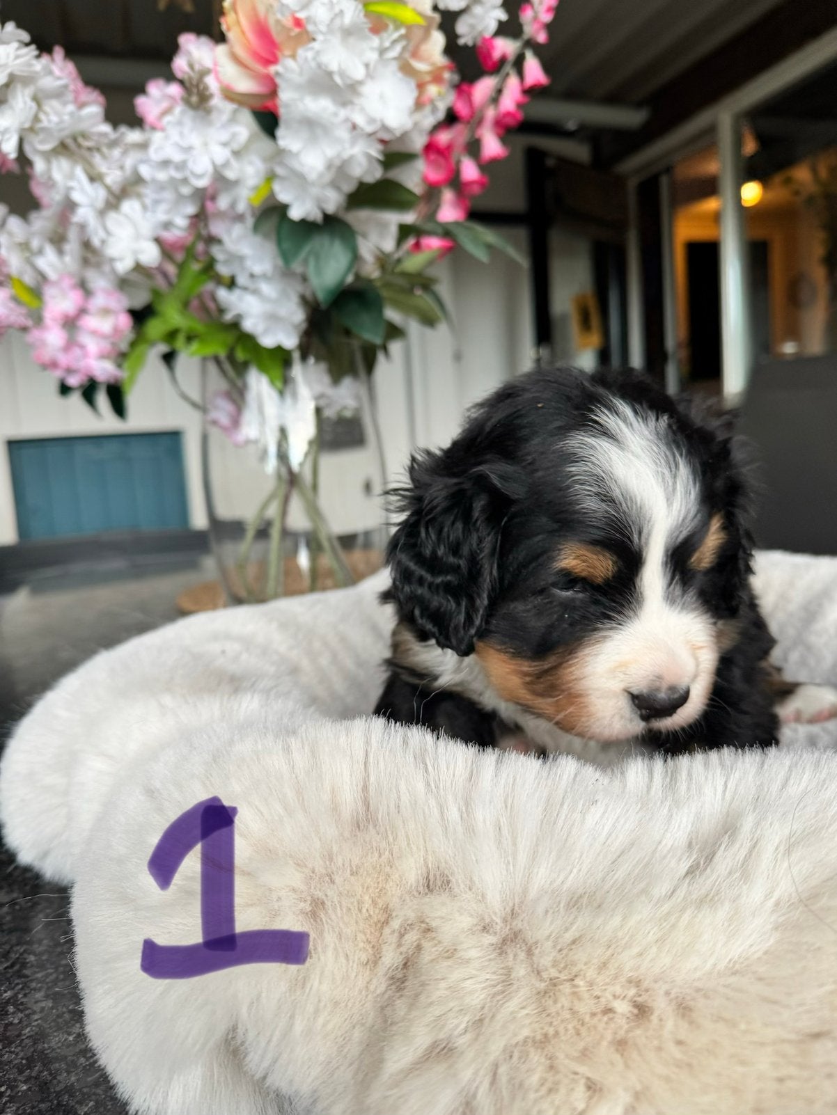 twee mooie  raszuivere Berner Sennen pups te koop; 2 reutjes, Dieren en Toebehoren, 8 tot 15 weken, Parvo, Meerdere, Nederland