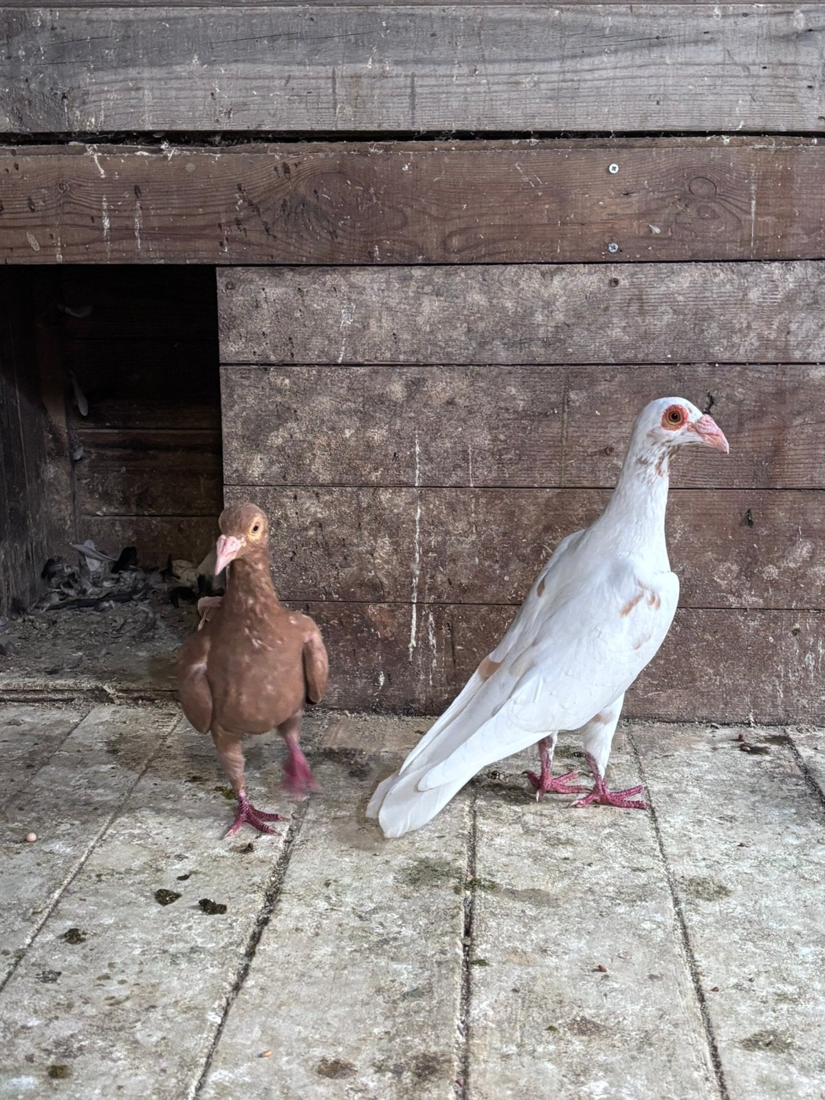 Syrisch duiven, Dieren en Toebehoren, Meerdere dieren