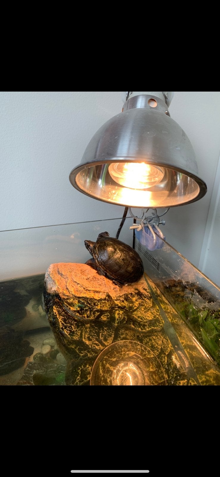 Schilpad, Dieren en Toebehoren, Schildpad