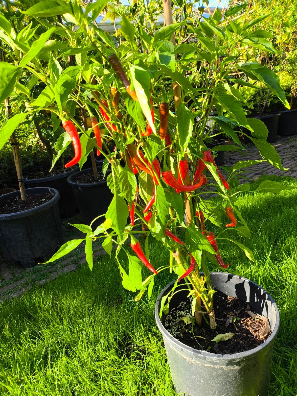 cayenne peper plant pot gekweekt, Ophalen, Volle zon, Groenteplanten, Eenjarig