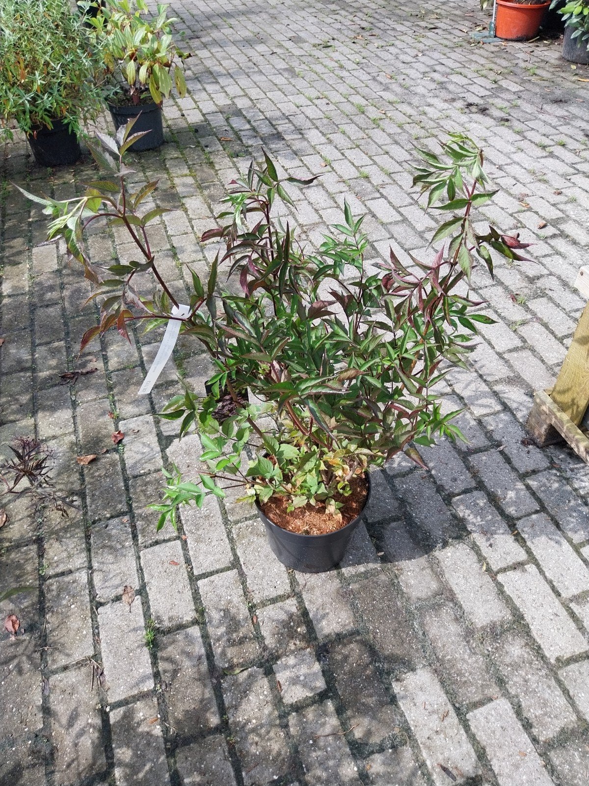 Sambucus Nigra 'Black Beauty' - Zwarte Vlier, Volle zon, Vaste plant, Zomer, Ophalen