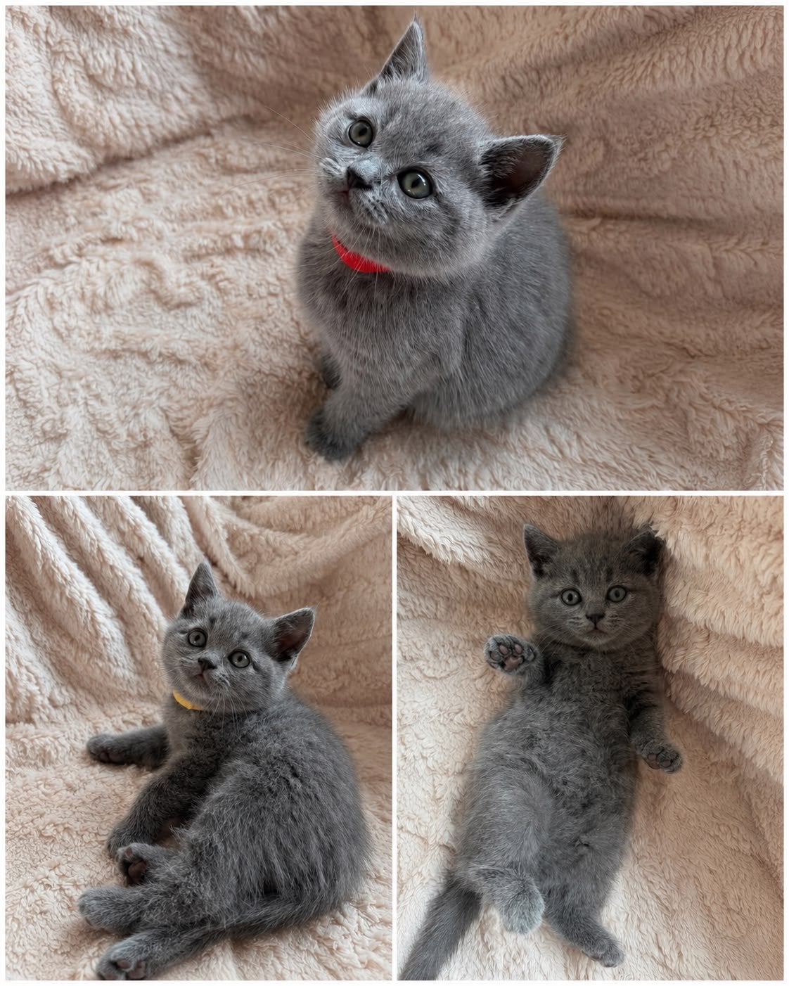 Britse Korthaar kittens, Meerdere dieren, Ontwormd