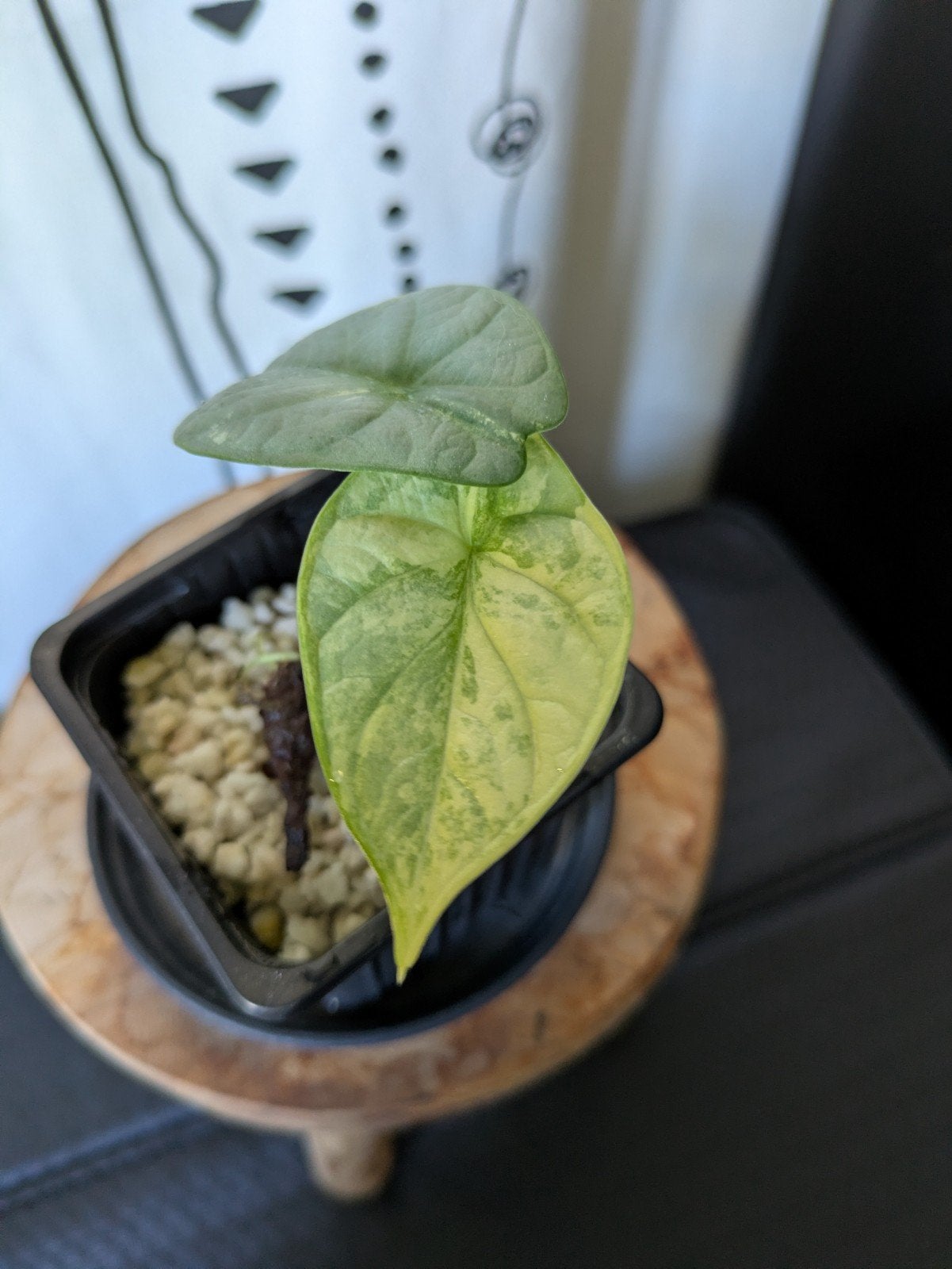 Silver Dragon variegata #2, Ophalen of Verzenden, Halfschaduw, Minder dan 100 cm