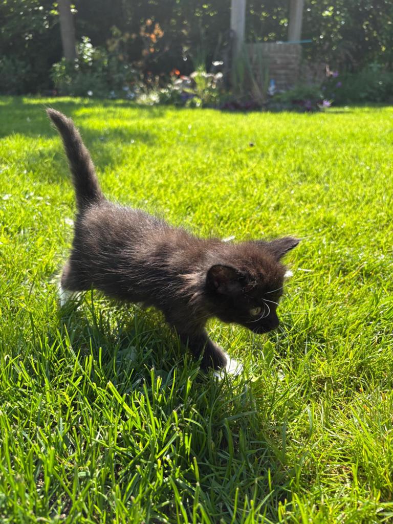 Noorse boskat kittens, Dieren en Toebehoren, Katten en Kittens | Overige Katten, Poes, Langharig, 0 tot 2 jaar