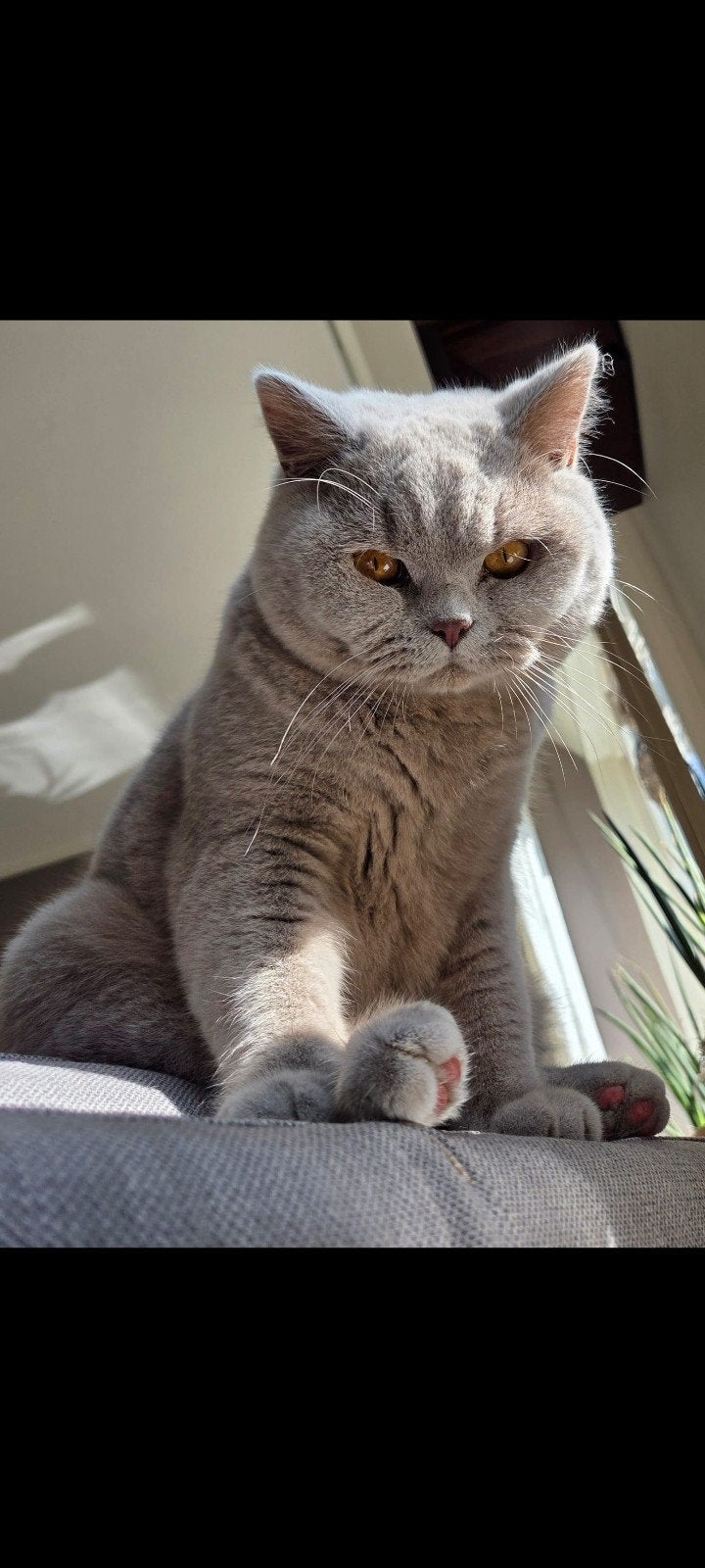 Te Koop: Britse korthaar.  Kater kort en Poes halflang haar., Dieren en Toebehoren, Kater