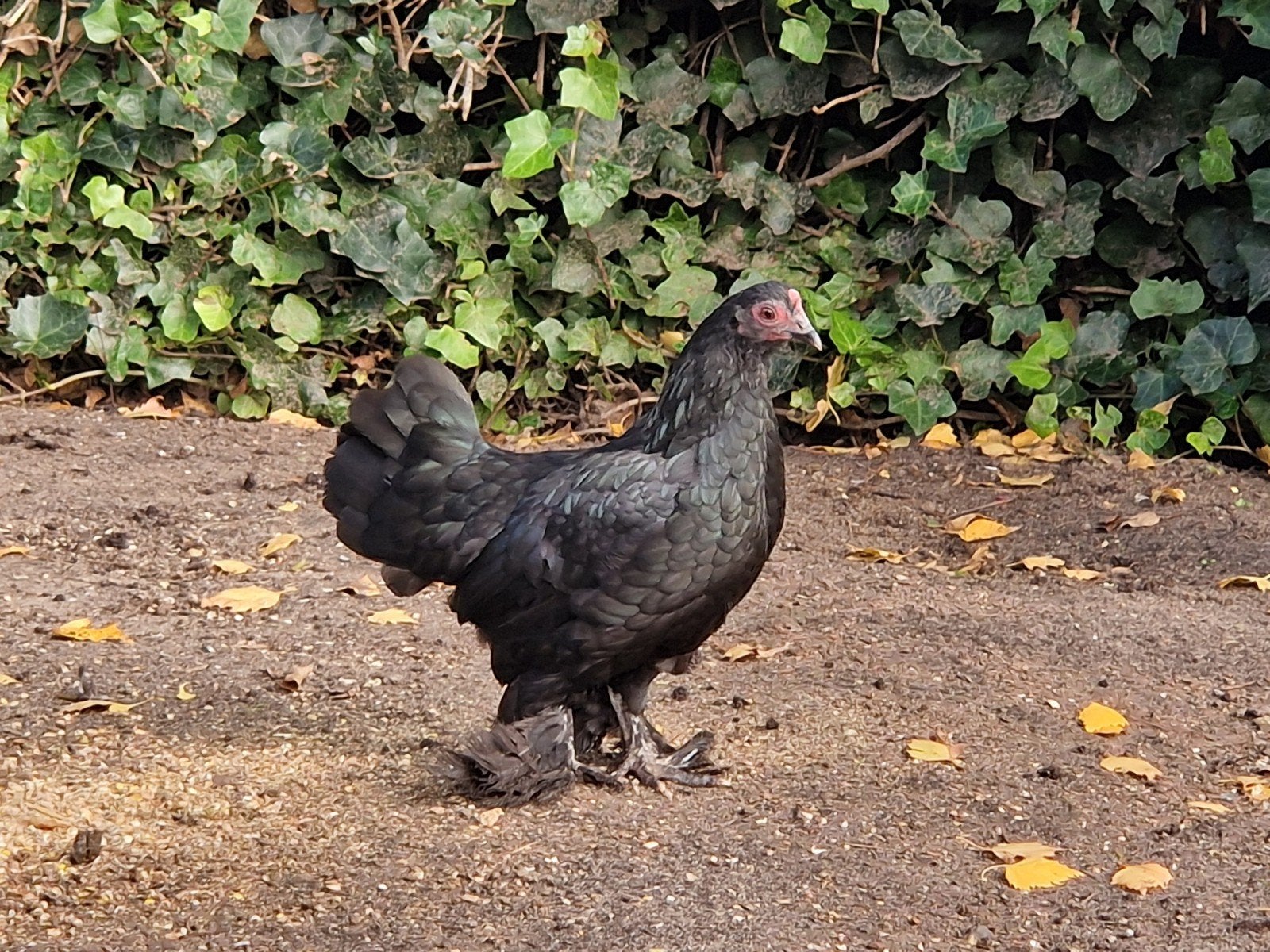 Sabelpoot kriel kio, Dieren en Toebehoren, Meerdere dieren, Kip