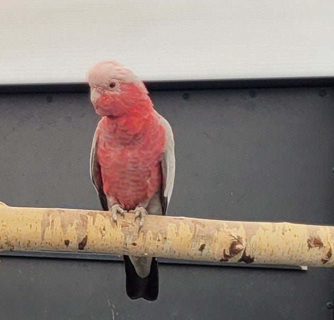Rose kaketoe man 2026, Dieren en Toebehoren, Mannelijk, Papegaai, Geringd