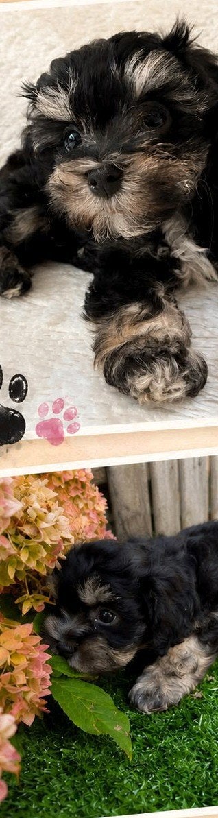 maltipoo puppy, Eén hond, Nederland, Particulier, Reu