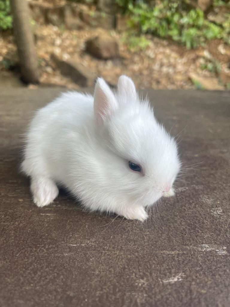 Mini loffelohr/ drager rammetje met blauwe ogen., Dieren en Toebehoren, Konijnen, Mannelijk, Dwerg