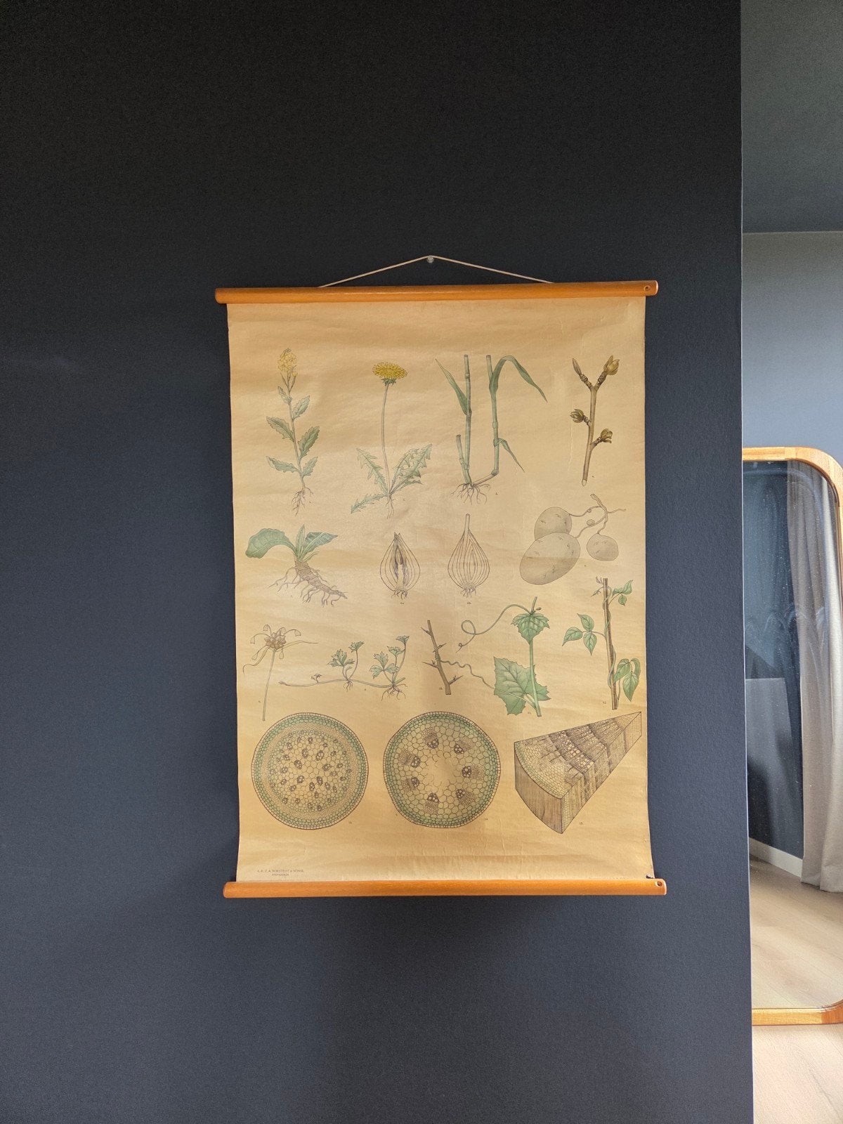 Vintage Botanische Schoolplaat - Plantenanatomie, Antiek en Kunst, Ophalen, Natuur en Biologie