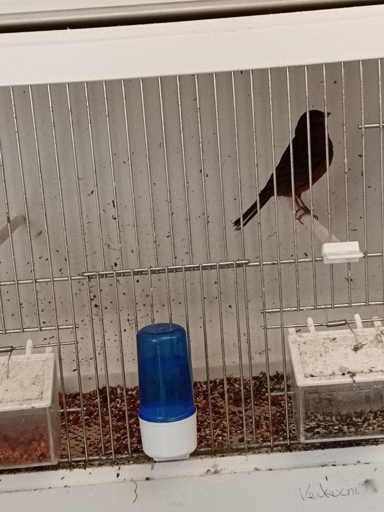 TKA pop zwart rood intensief, Dieren en Toebehoren, Vogels | Kanaries, Meerdere dieren, Kleurkanarie