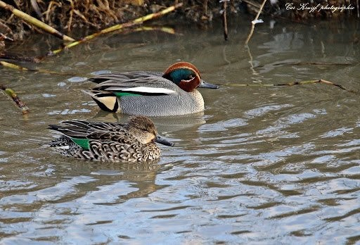 Siereenden, Meerdere dieren, Eend