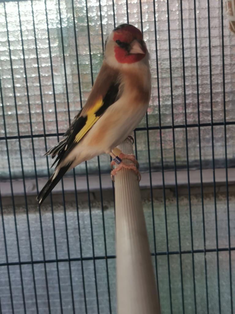 Super mooie majoor putter pop., Dieren en Toebehoren, Vrouwelijk, Wildzangvogel, Geringd