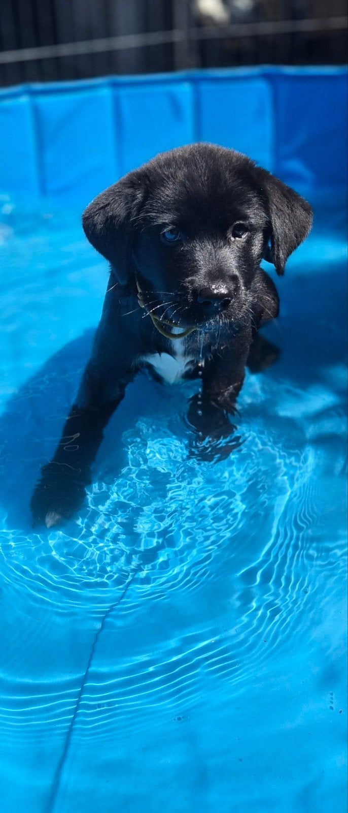 Labrakita pups (mogen verhuizen), Dieren en Toebehoren, Honden | Retrievers, Spaniëls en Waterhonden, Parvo, Overige rassen, 8 tot 15 weken