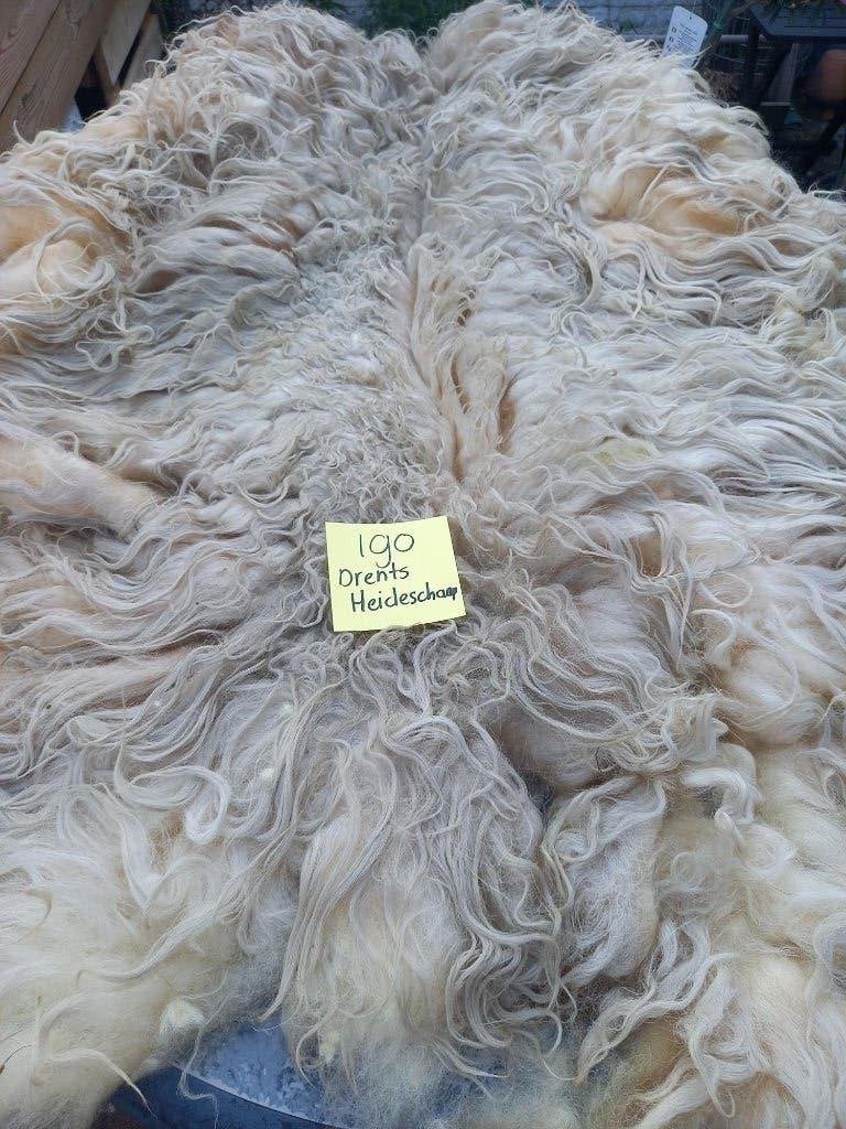 nr 190 Geschoren vacht van een Drents Heideschaap, Ophalen of Verzenden, Gebruikt