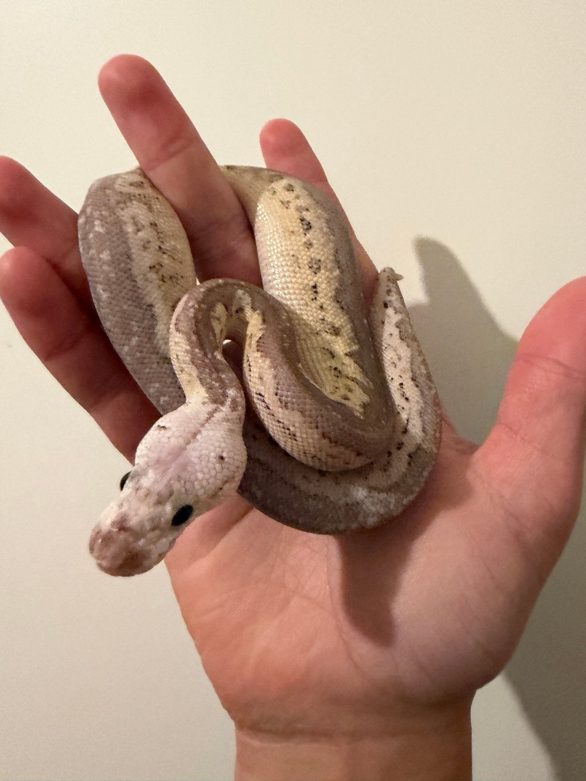 1.0 Ballpython / Regius Ball Python photo 2