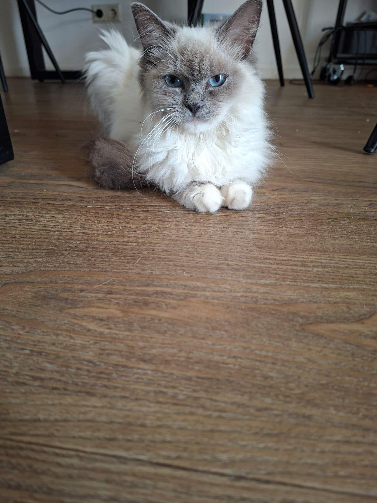 Prachtige Ragdoll kat, blauw point, 1 Jaar, Poes, Met stamboom, 0 tot 2 jaar