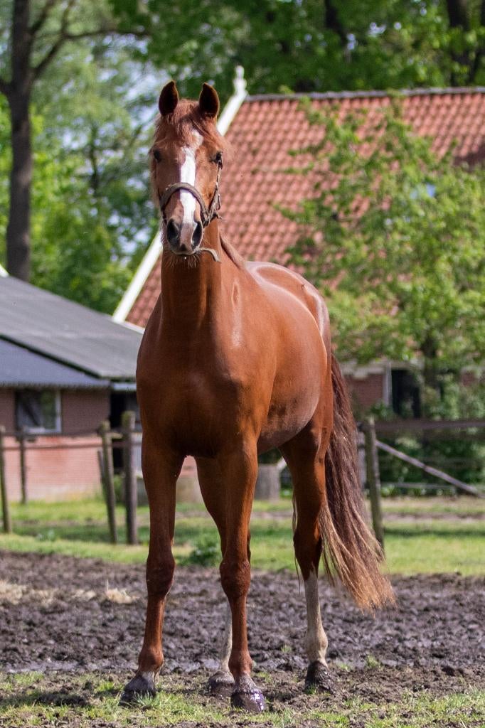 Tamar merrie 3 jaar, Dieren en Toebehoren, Merrie, Met stamboom, Dressuurpaard, 3 tot 6 jaar