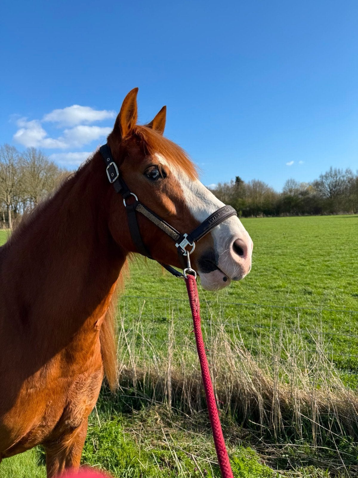 E pony Fury Ruin, Ruin, 7 tot 10 jaar