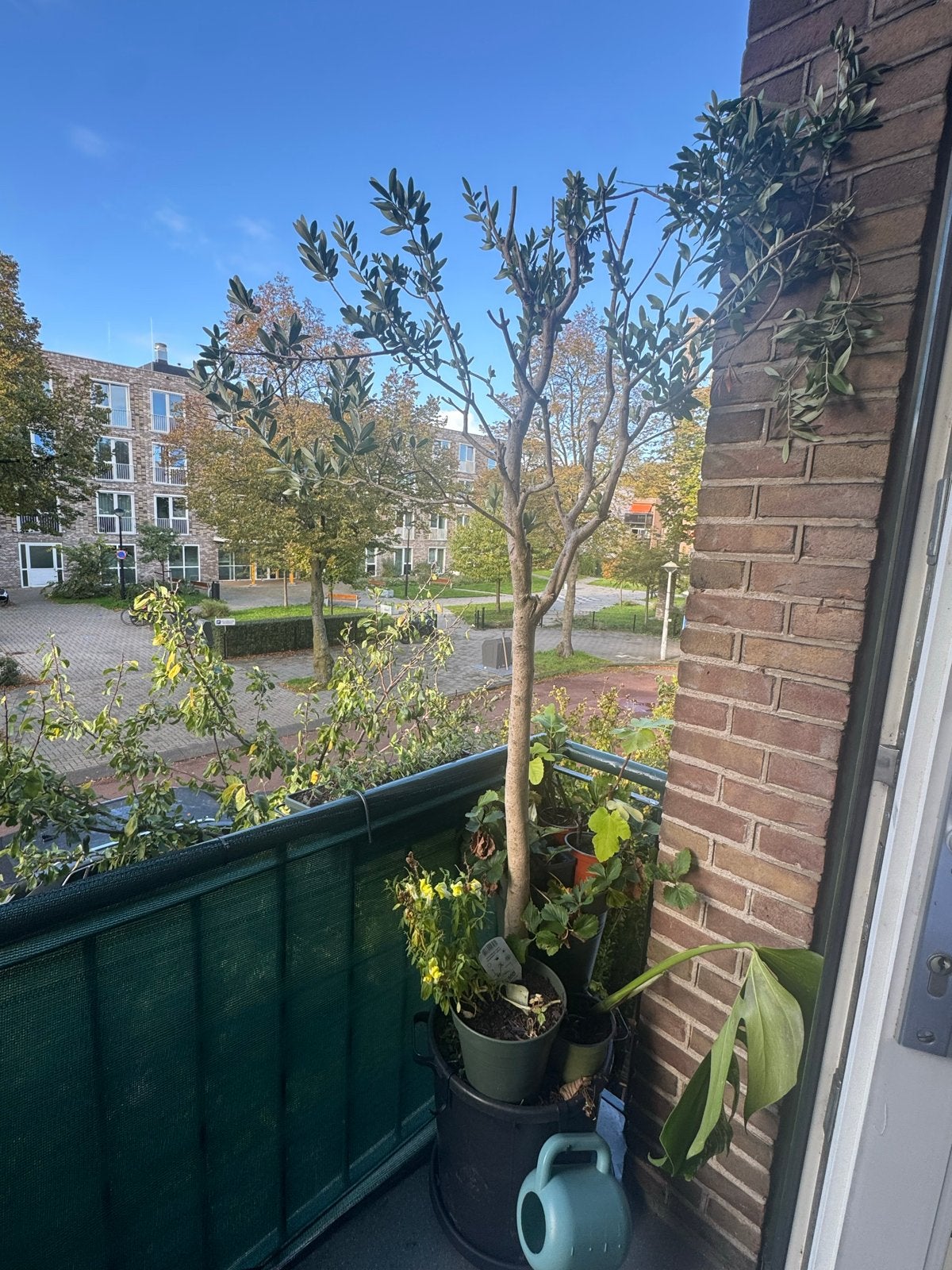 2 Meter Olijfboom / Olive Tree, Tuin en Terras, Volle zon, Vaste plant, Lente, Ophalen