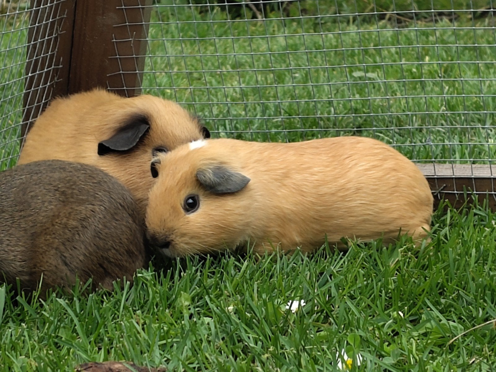 Jonge cavia, Dieren en Toebehoren, Knaagdieren, Cavia, April, Mannelijk, Tam