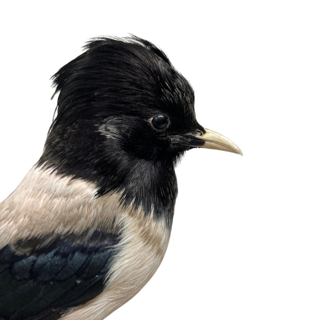 Opgezette Roze spreeuw, Ophalen of Verzenden, Zo goed als nieuw, Vogel, Opgezet dier