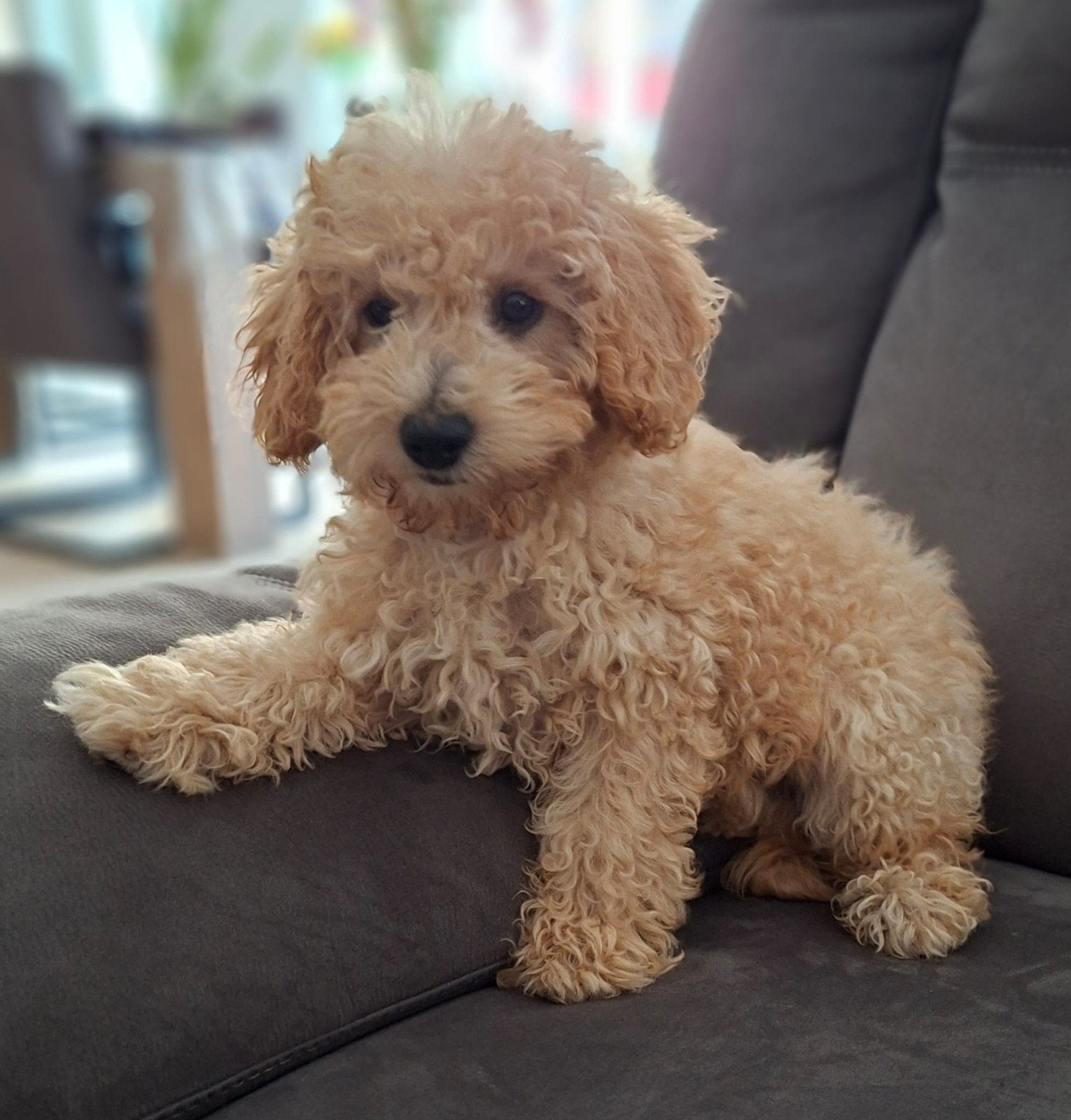 Gastgezin gezocht voor een mooie, sociale (toy-)poedel pup., Parvo, 8 tot 15 weken, Teef, Eén hond