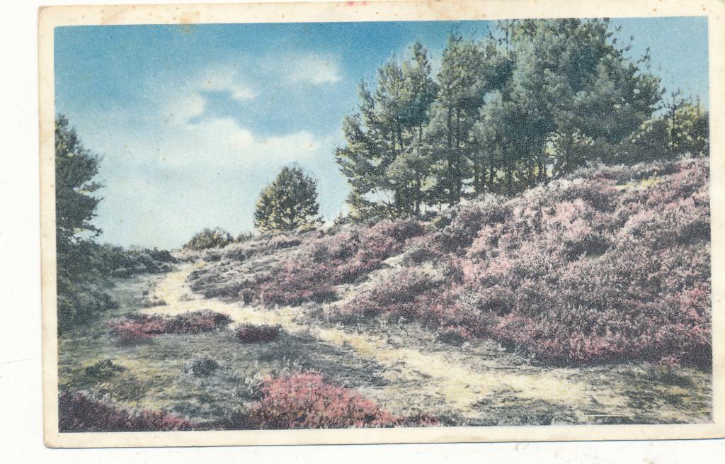 9807 Vacantiecentrum De Gooijer Voorthuizen Heideserie no.5, Ophalen of Verzenden, 1940 tot 1960, Gelderland