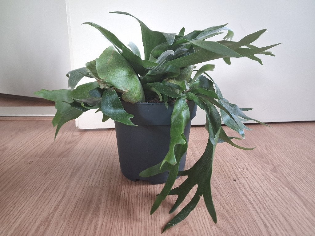 Platycerium Bifurcatum - Hertshoornvaren H: 30 cm., Ophalen, Overige soorten, Halfschaduw, Minder dan 100 cm