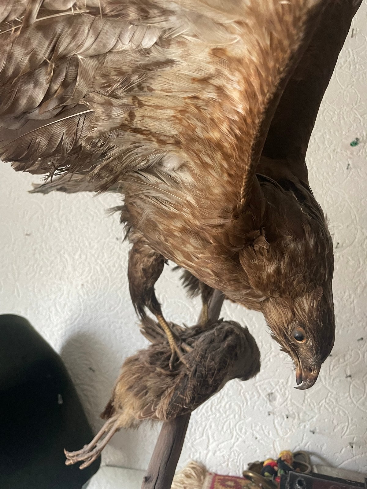 Opgezette roofvogel met prooi, Verzamelen, Ophalen of Verzenden, Gebruikt