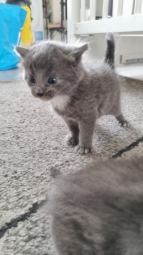een mannelijke en een vrouwelijke kat, Dieren en Toebehoren, Poes