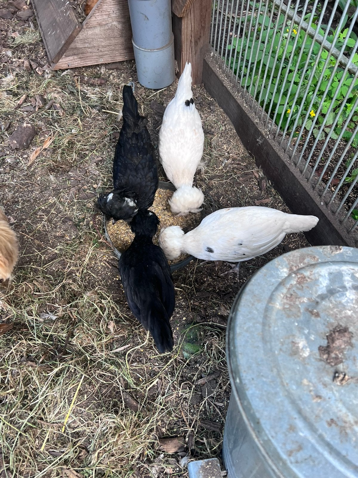 Nog 2 Prachtige jonge Paduha HENNETJES . Div. Kleuren, Dieren en Toebehoren, Pluimvee, Vrouwelijk, Kip