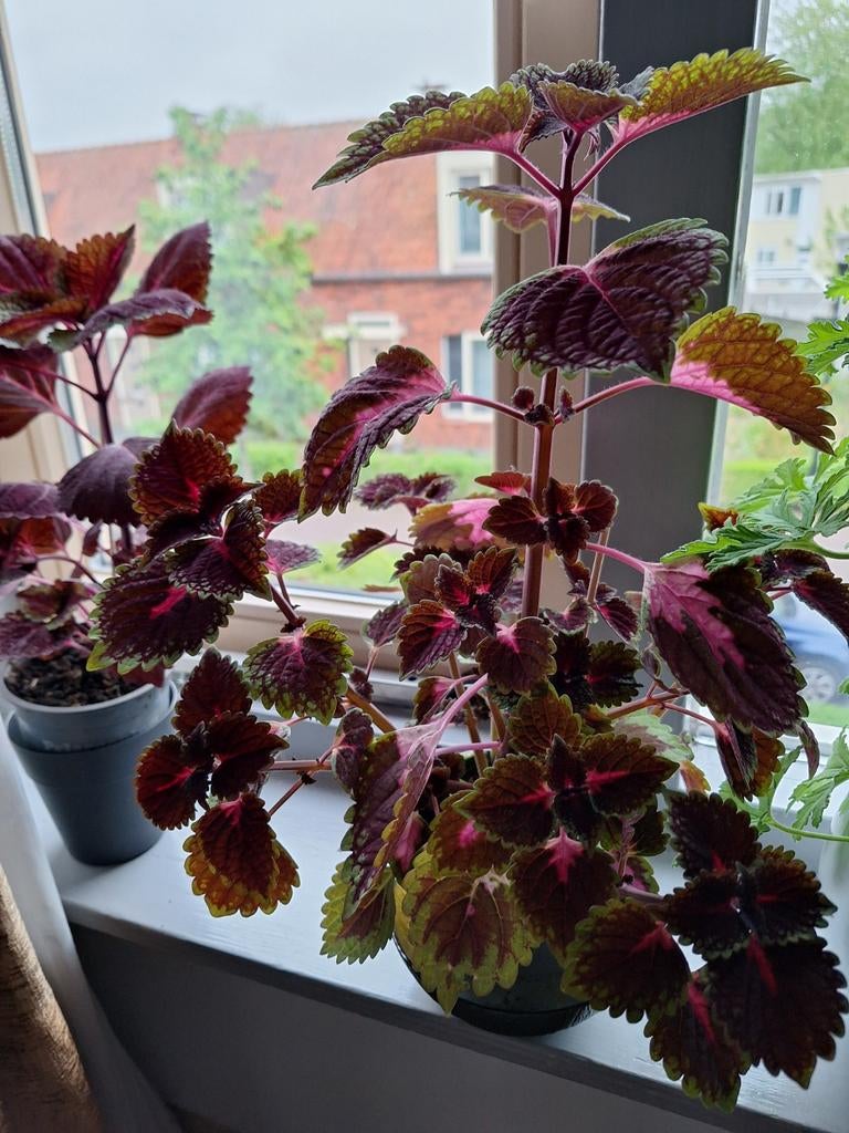 Kleurrijke Coleus (Siernetel) Kamerplant, Ophalen, Overige soorten, Halfschaduw, In pot
