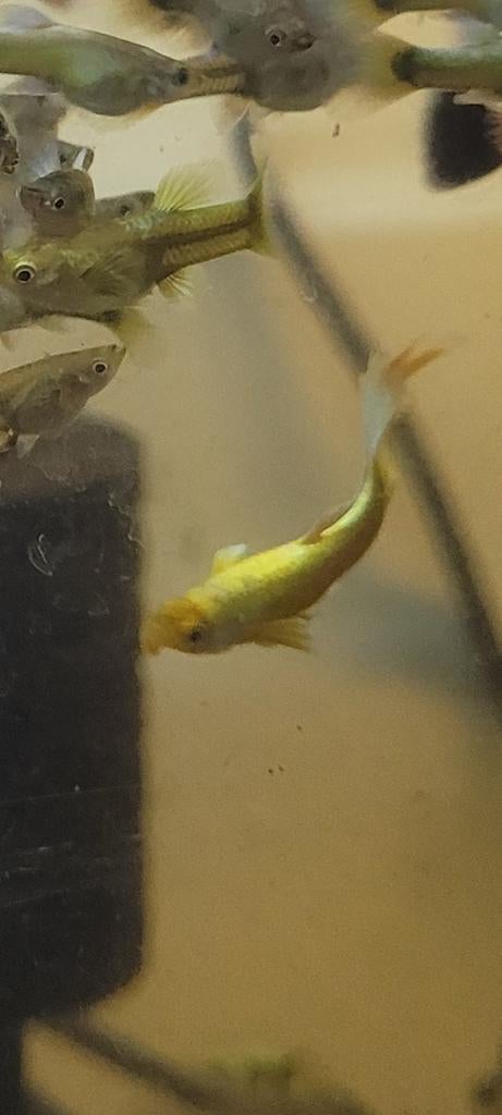 24k gold guppen *** TE KOOP *** rasguppen, Vis, Zoetwatervis, Schoolvis