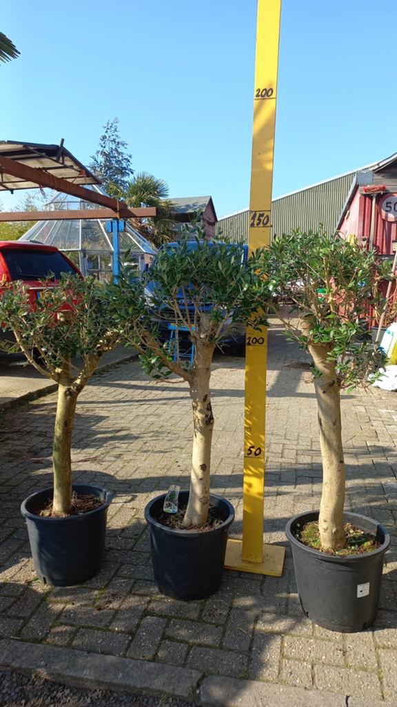 Olijfboom op stam - Dikke stam, Ophalen
