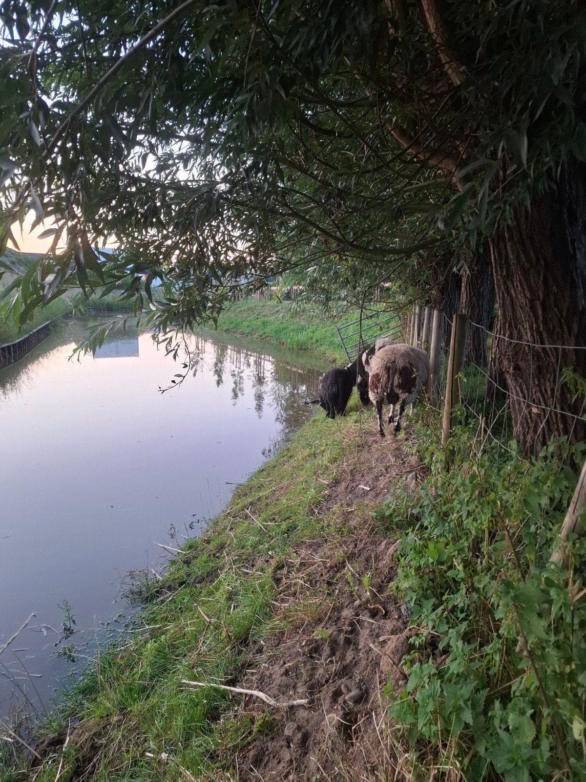 kleine grazers te leen, Dieren en Toebehoren, Weidegang