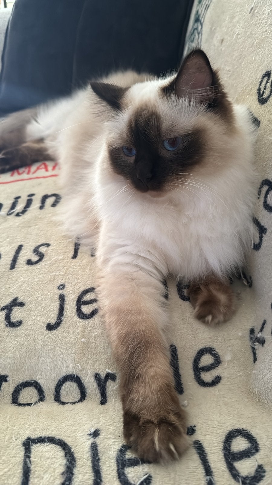te koop ragdoll blue point en een chocolate point, Poes