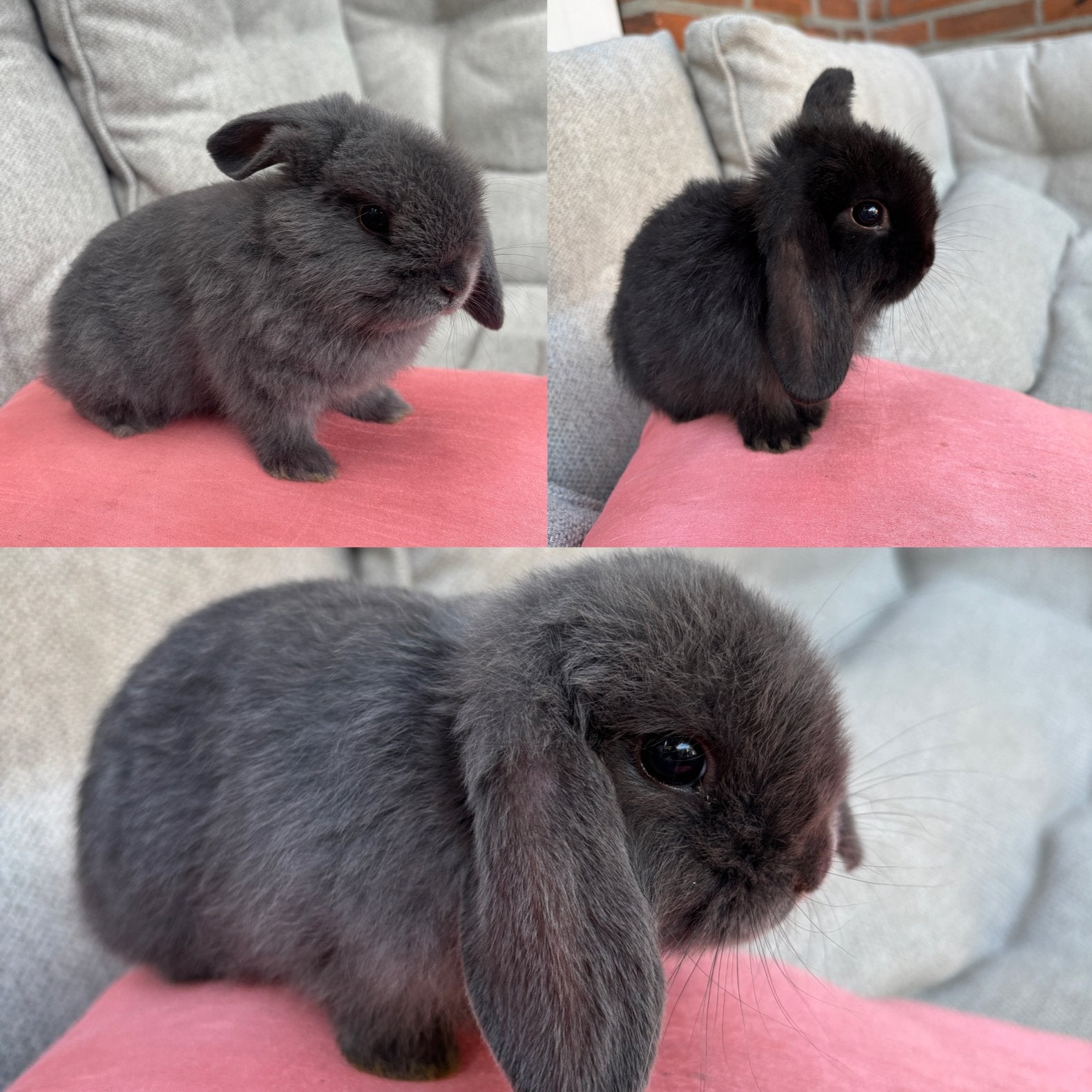 Baby konijnen Nederlandse hangoor dwerg NHD, Dieren en Toebehoren, Konijnen, Meerdere dieren, Dwerg, Hangoor, 0 tot 2 jaar