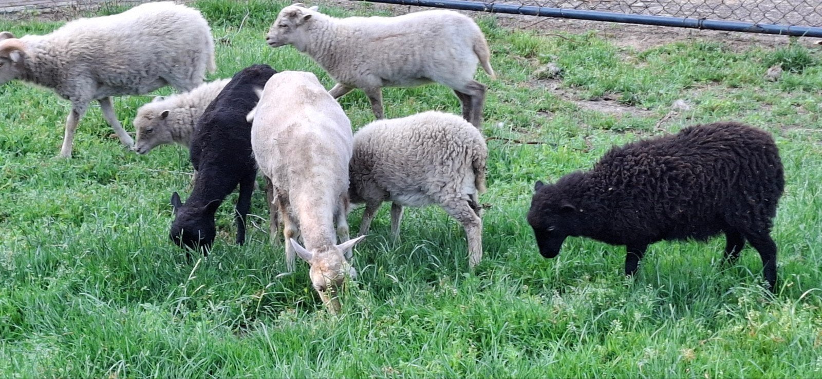 Ouessant bokken, Mannelijk, Schaap