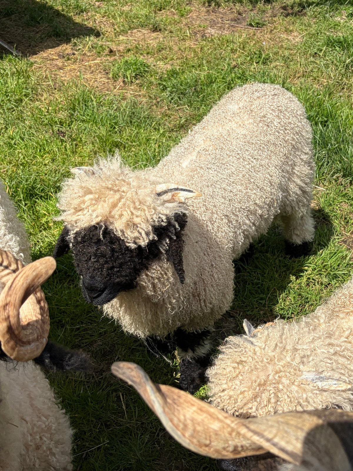 Walliser schwarznase ramlam, Mannelijk, Schaap