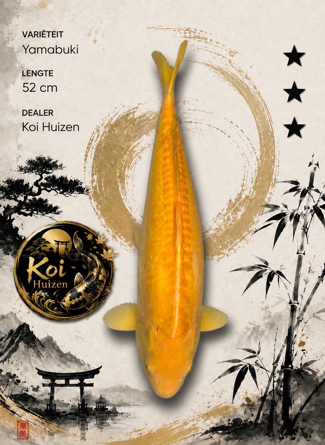 Yamabuki ogon 50-55cm koi, Karper of Koi
