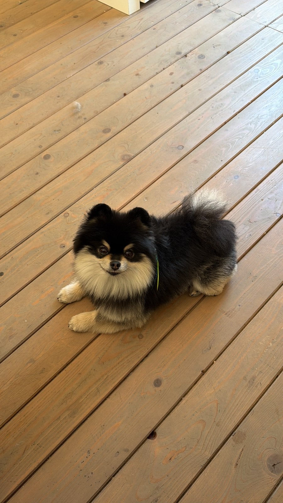 Lieve pomeriaan reutje zoekt RUSTIG thuis, Dieren en Toebehoren, Keeshond, Reu, Eén hond, 3 tot 5 jaar